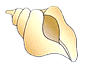 ばい貝のイラスト