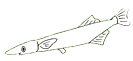 しらすのイラスト