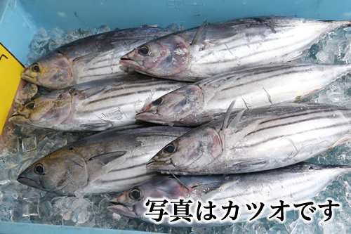 魚問屋丸八水産のおすすめ２